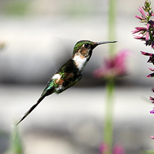 Registra Sedema avistamiento de dos especies de colibríes en Centro de Cultura Ambiental Chapultepec